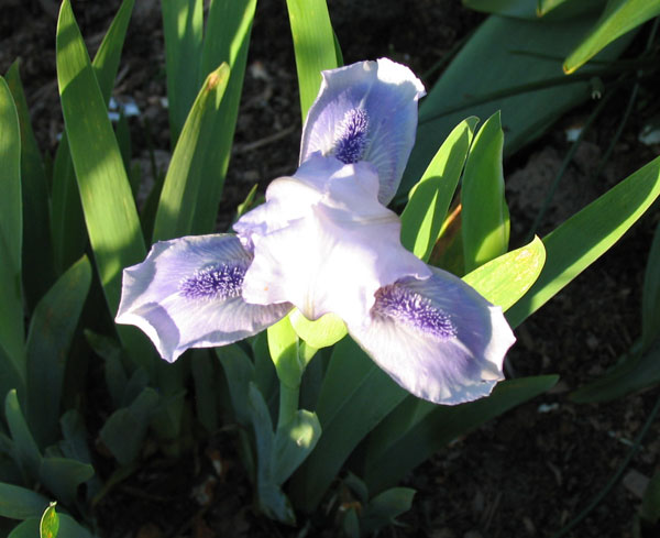 Bedford_lilac.jpg