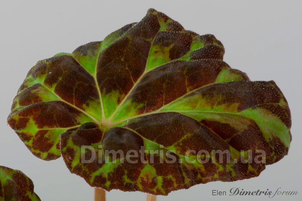 Begonia-barsalouxia_1.jpg