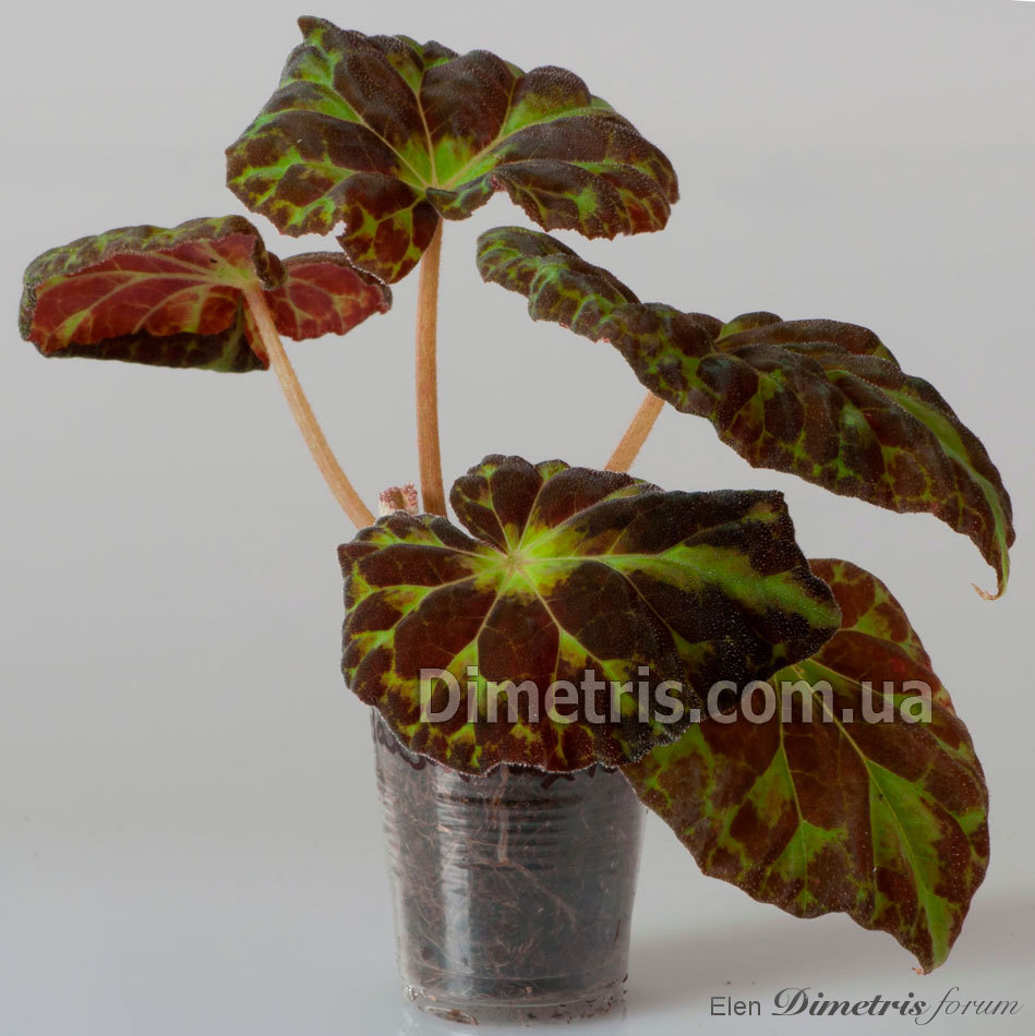 Begonia-barsalouxiae.jpg