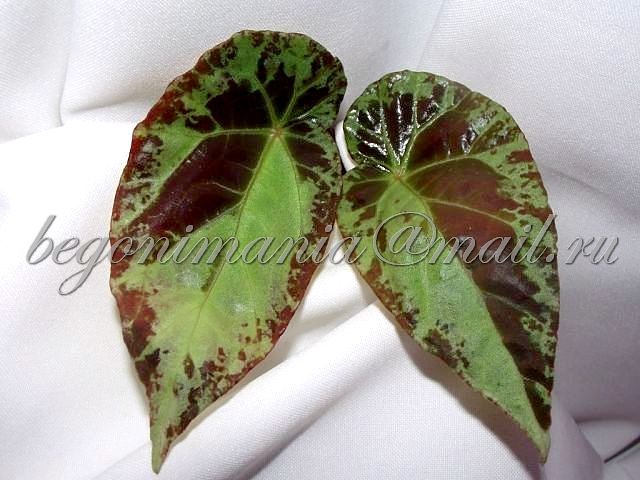 Begonia burkillii.jpg