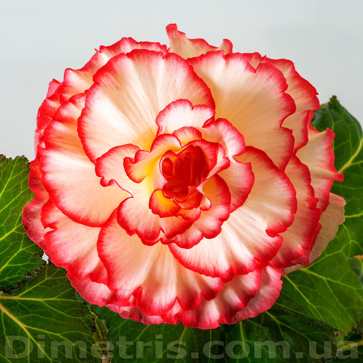 begonia-coppelia.jpg