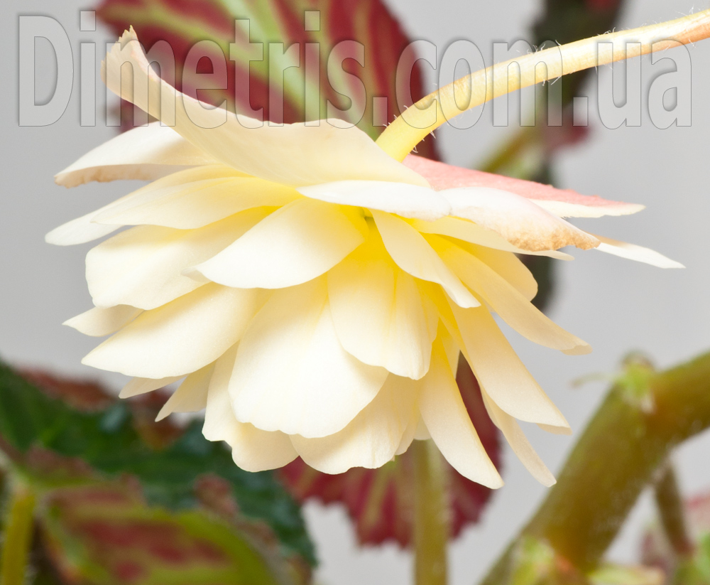 Begonia-Fragrant-Falls-Peach.jpg