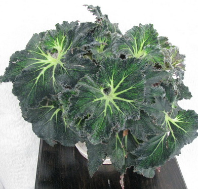 Begonia_Palomar Prince.JPG