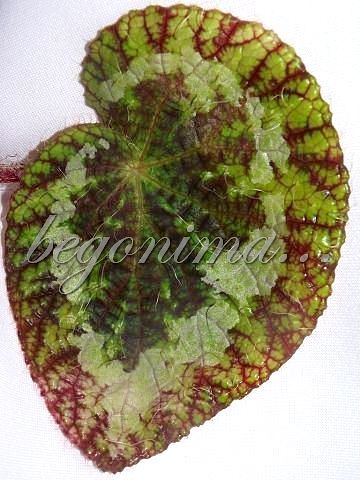 Begonia sizemoreae...........jpg