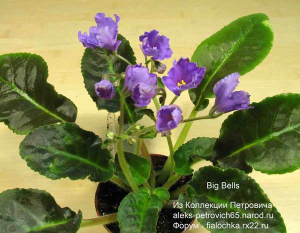 Big-Bells.jpg