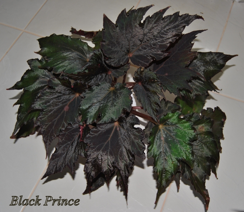 Black Prince.JPG