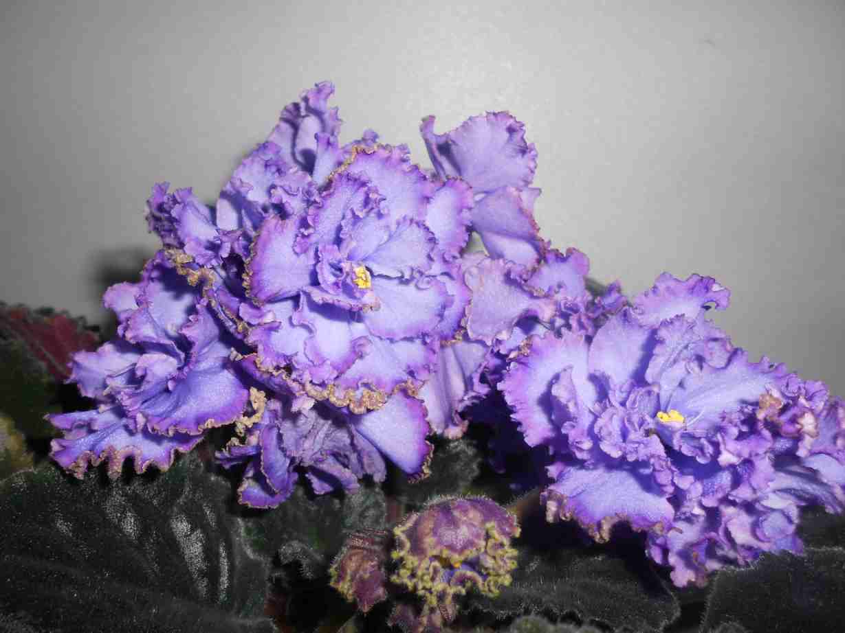 Blue Dragon.jpg