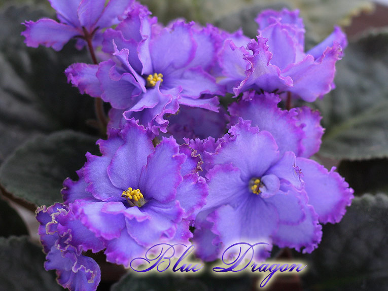 Blue-Dragon.jpg