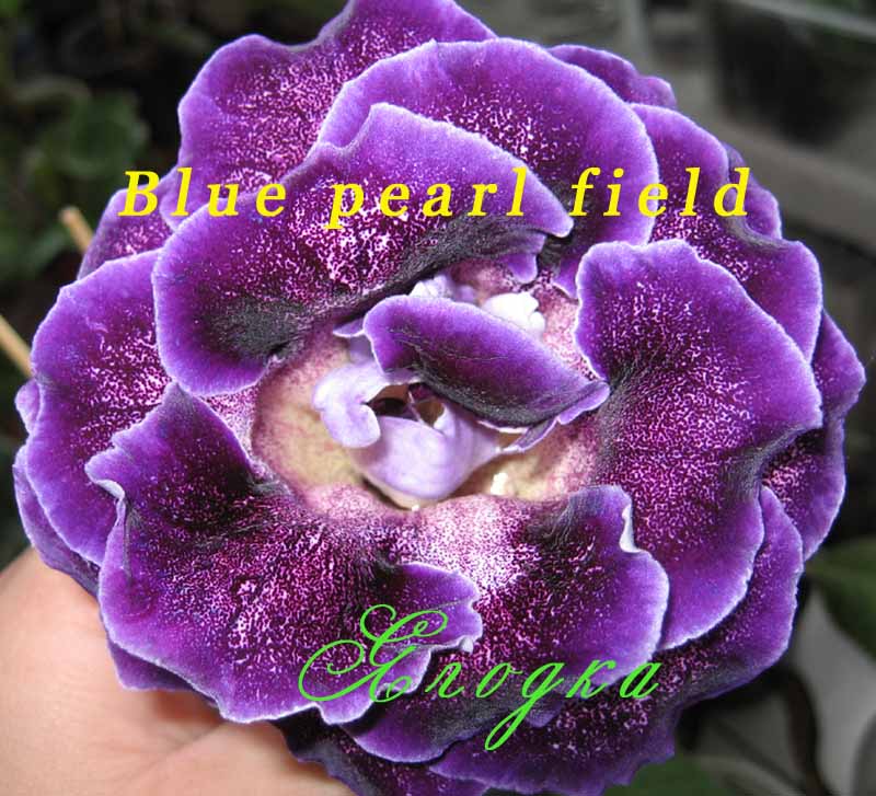 Blue pearl field 1.jpg