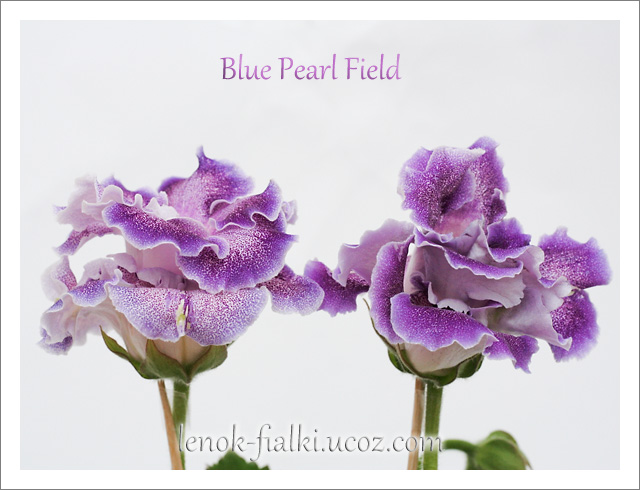 blue pearl field-2.jpg