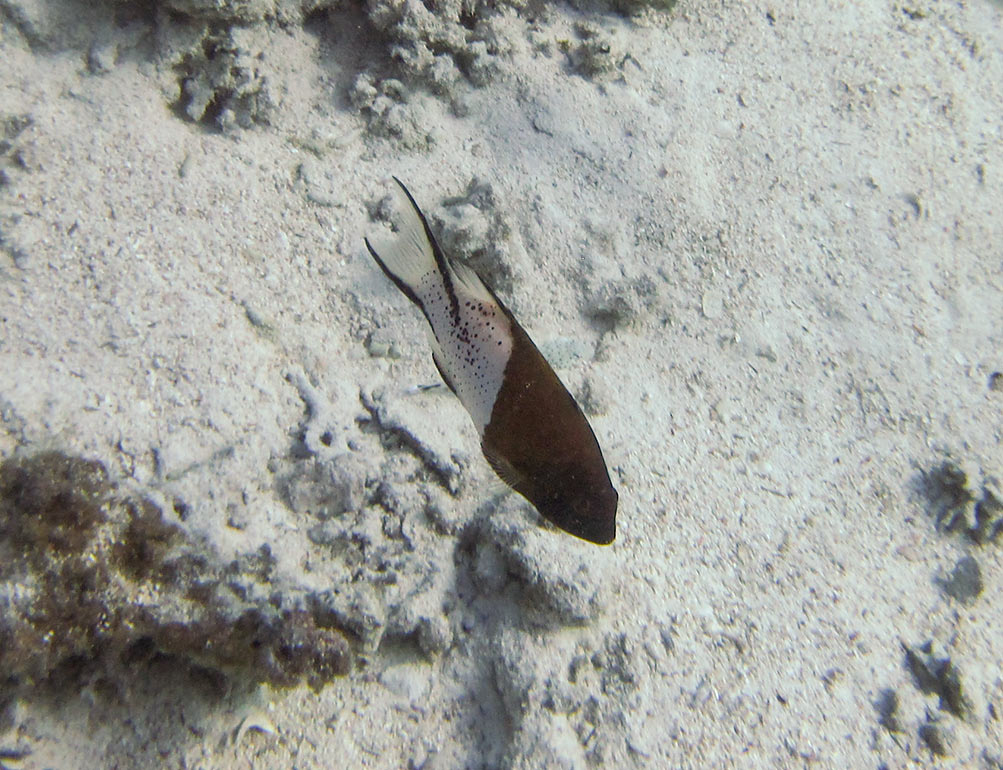 Bodianus-anthioides.jpg