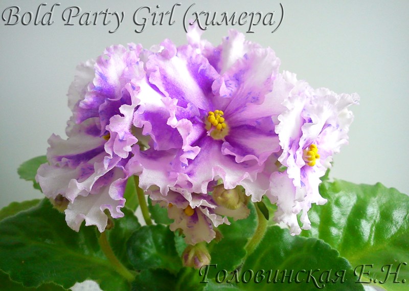 Bold Party Girl химера4.jpg