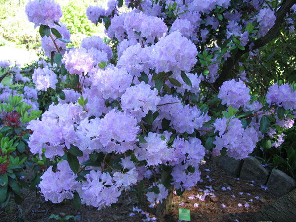 Botanic_1.jpg