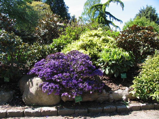 Botanic_6.jpg