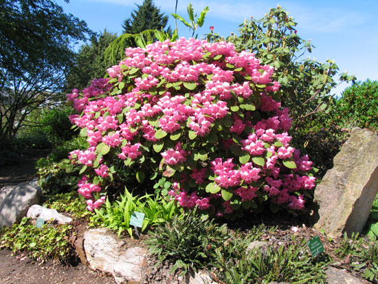 Botanic_7.jpg