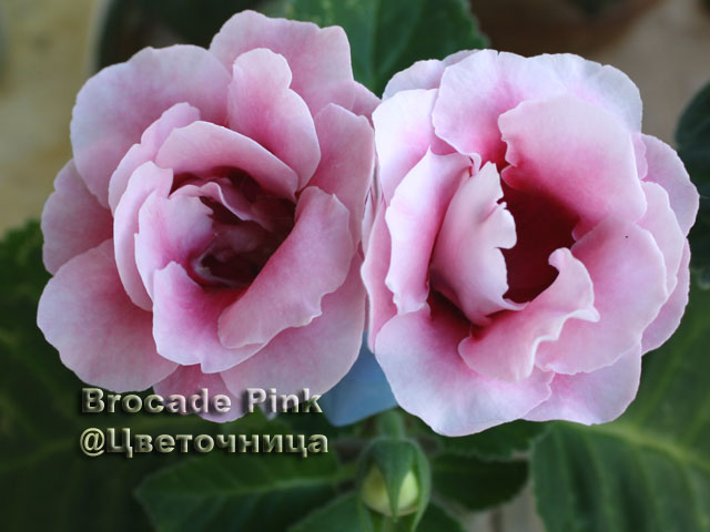 br_pink640.jpg
