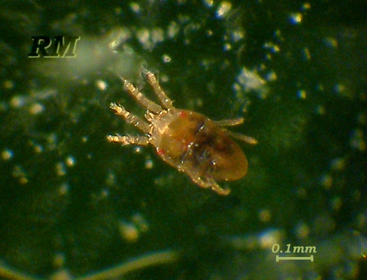 Brevipalpus-obovatus-19.jpg