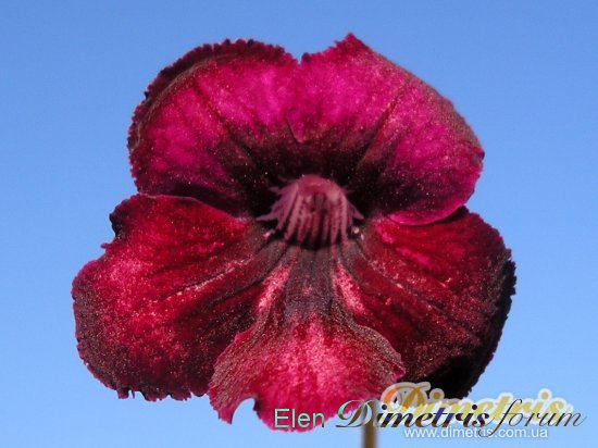 Bristol’s Gum Drop.JPG