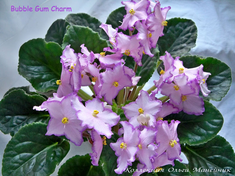 bubble gum charm фото фиалка онлайн bubble gum charm фото фиалка
