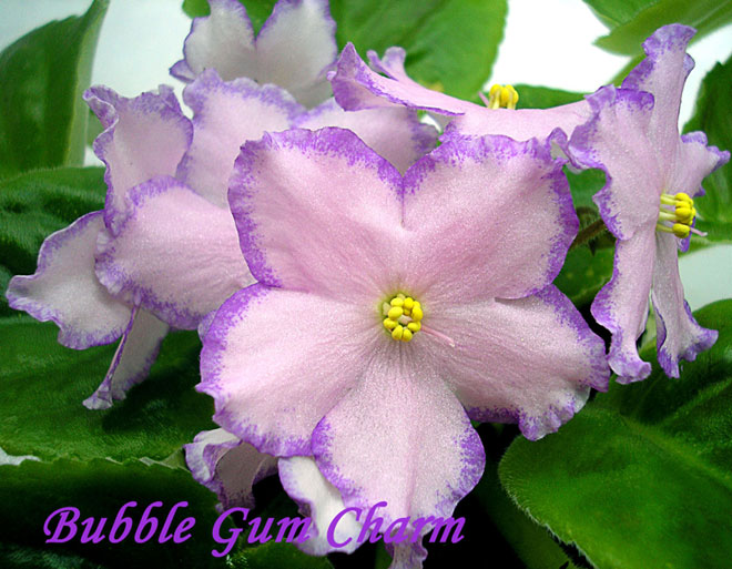 bubble gum charm фото фиалка онлайн bubble gum charm фото фиалка