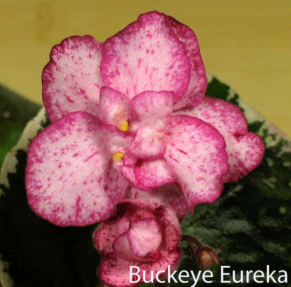 Buckeye-Eureka...jpg