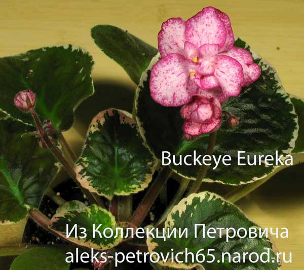 Buckeye-Eureka....jpg