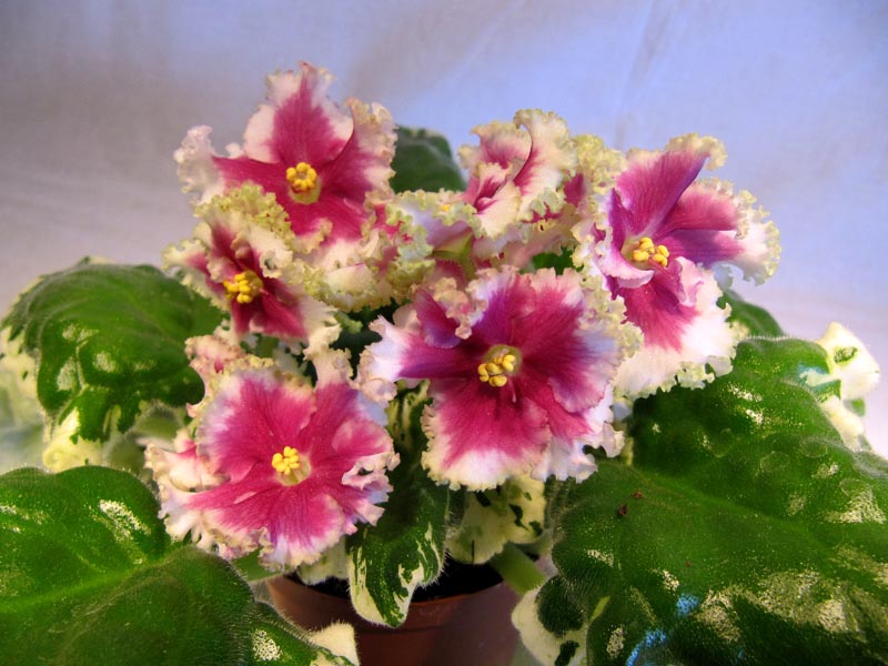 Buckeye Icebreaker 2.jpg