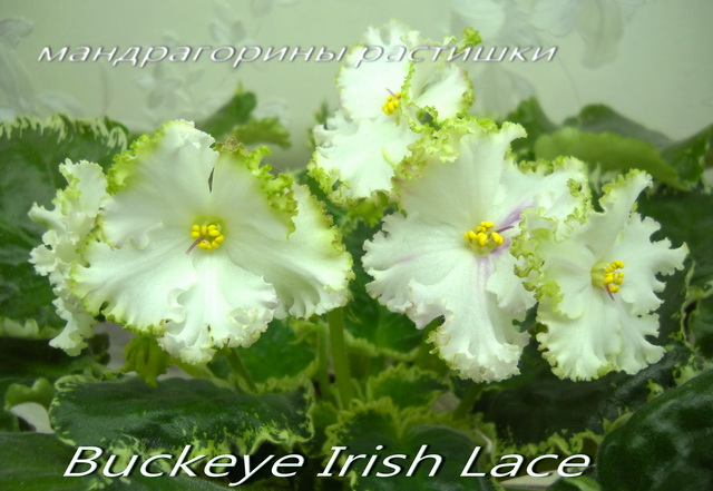 Buckeye Irish Lace .jpg