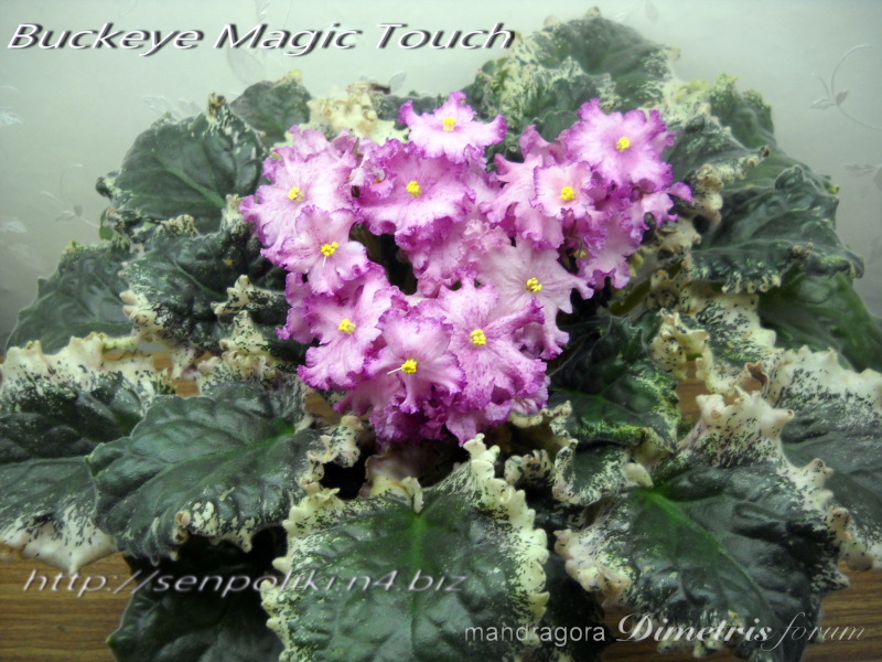 Buckeye Magic Touch 8.jpg