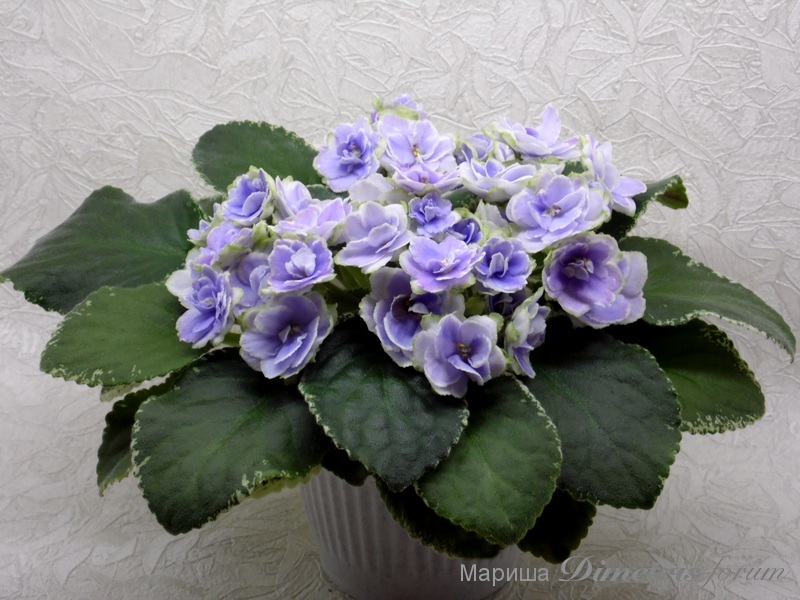 Buckeye Seductress (Pat Hancock).jpg