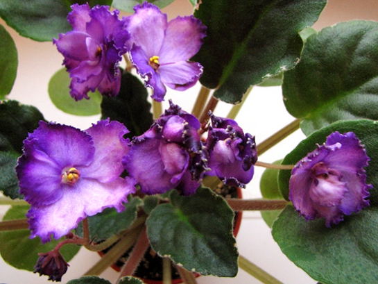 Buckyey Love's Care.JPG