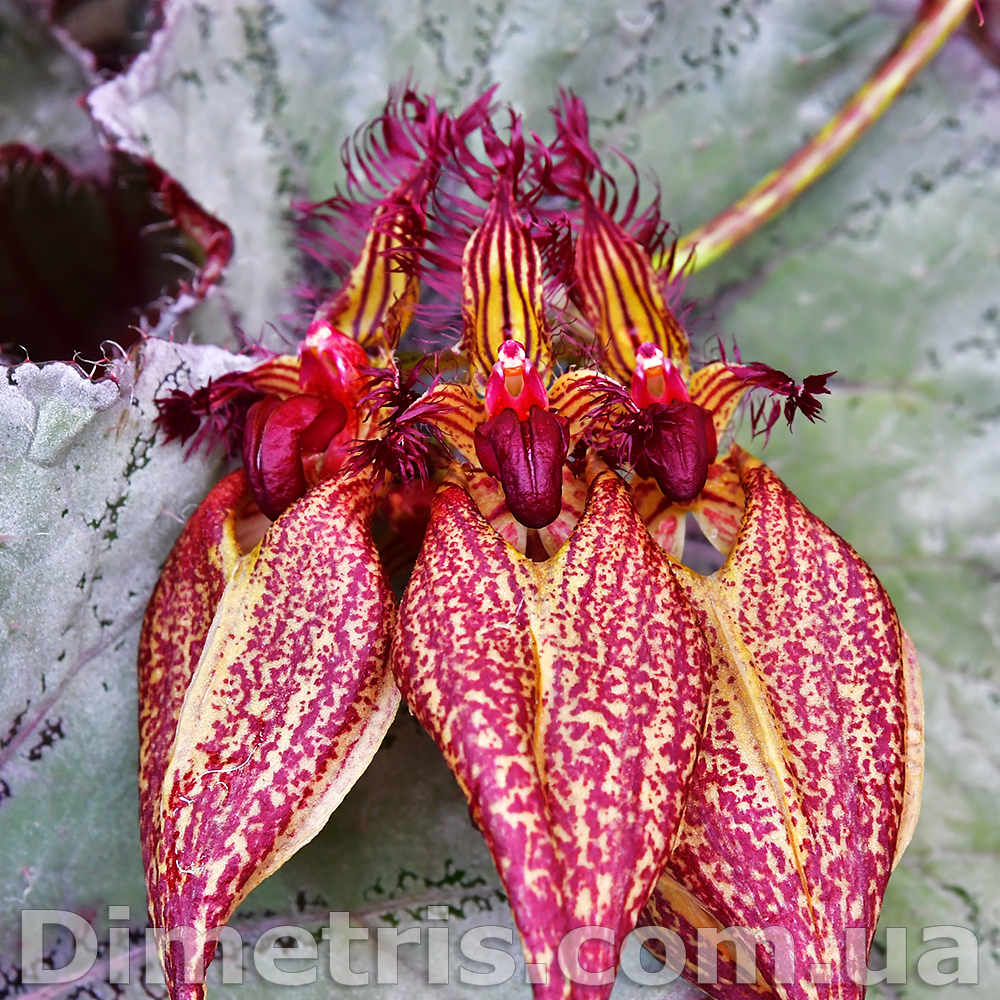 Bulbophyllum-ornatissimum.jpg