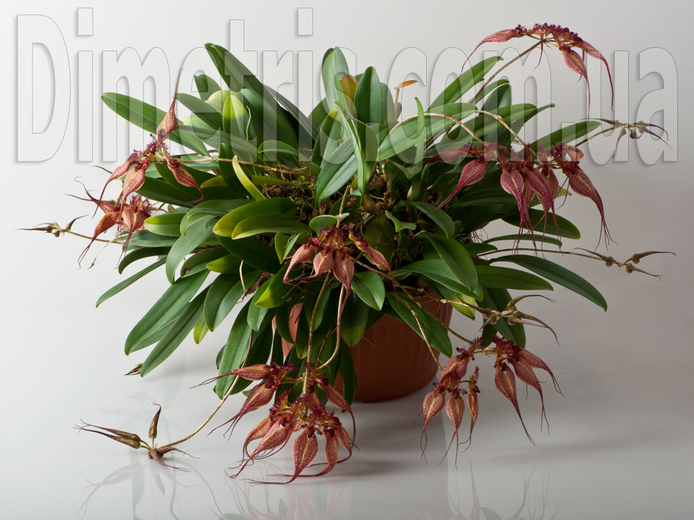 Bulbophyllum-ornatissimum_2.jpg