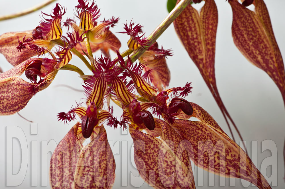 Bulbophyllum-ornatissimum_3.jpg