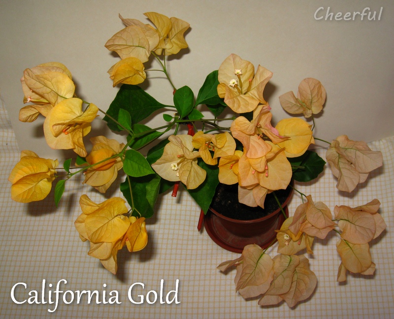 california gold 08.06.15.jpg