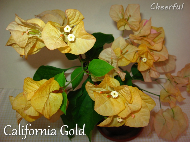 california gold 10.06.15 2.jpg