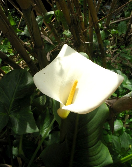 calla.jpg