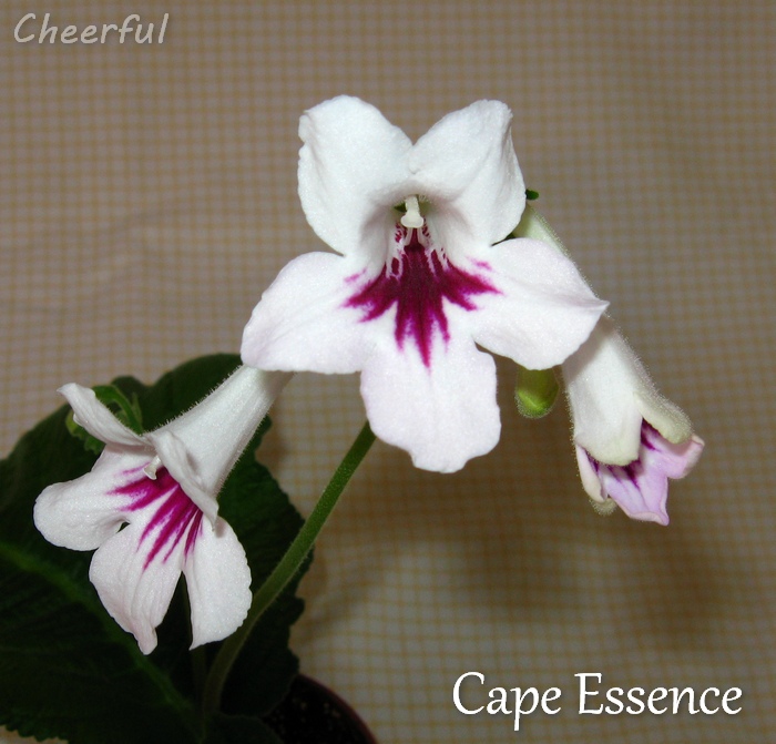 cape essence 09.11.14 2.jpg