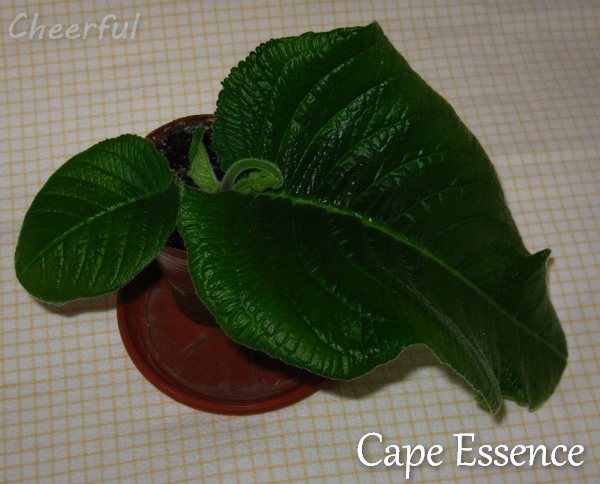 cape essence 20.10.14 2.jpg