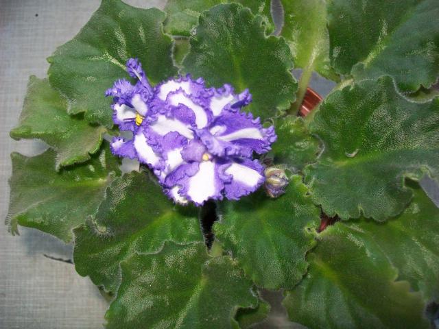 Carnation Sprinkles_8028.jpg