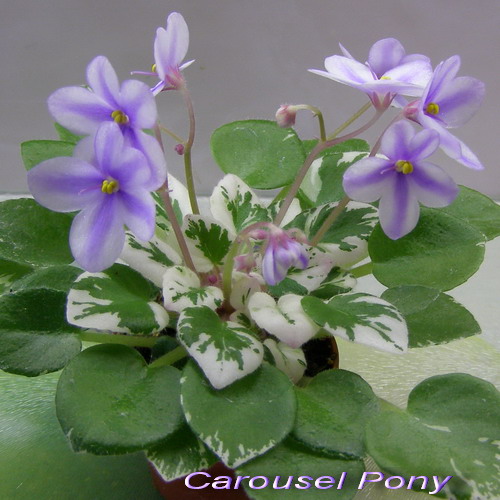 Carousel Pony_k1.jpg