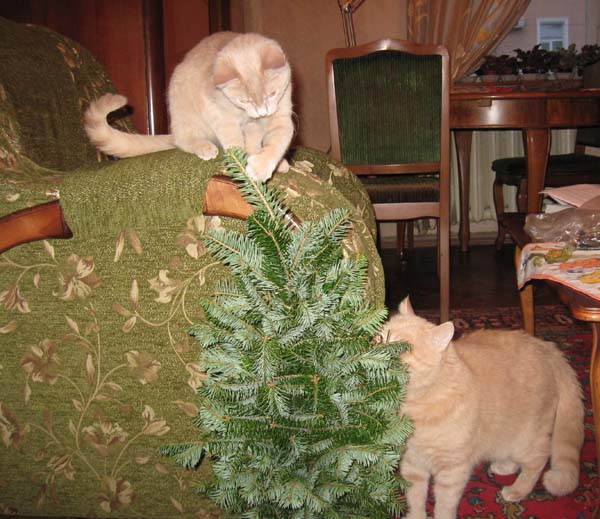 cats3.jpg