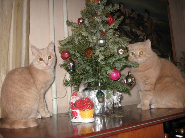 cats4.jpg