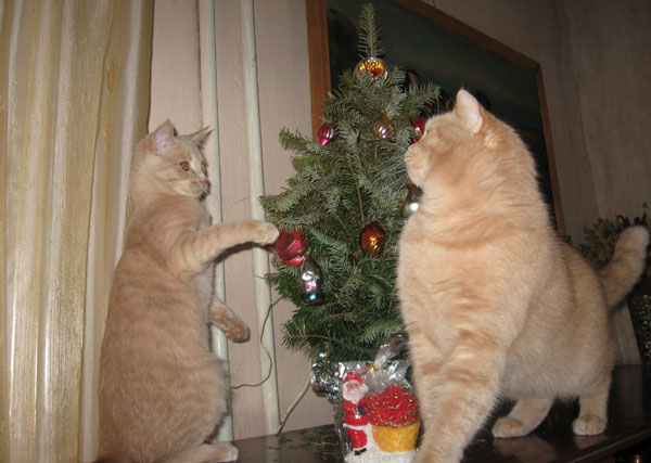 cats5.jpg