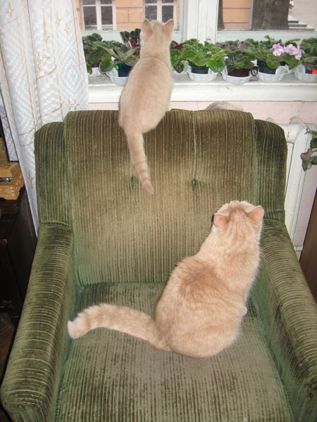 cats.jpg