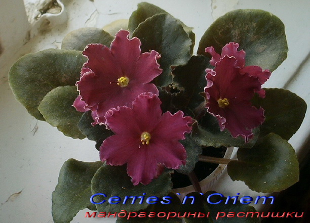 Cherries`n`Criem.jpg