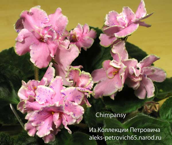 Chimpansy.jpg