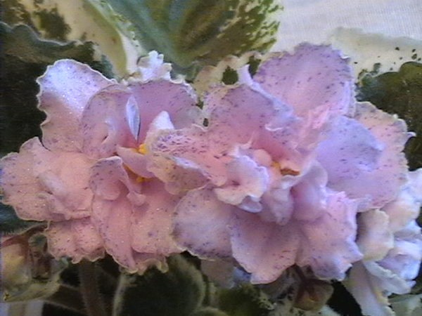 Christmas Glitter (S.Sorano).jpg