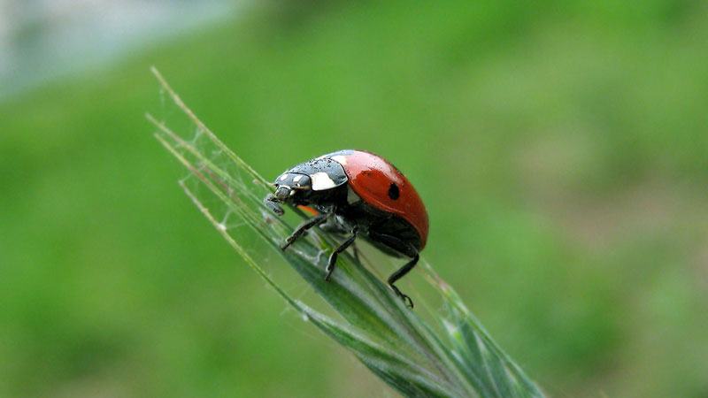 Coccinella-septempunctata.jpg