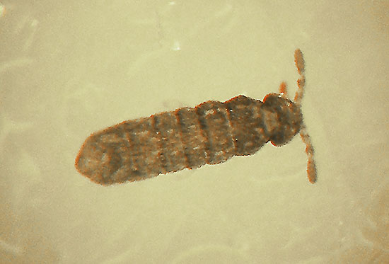 collembola-7.jpg